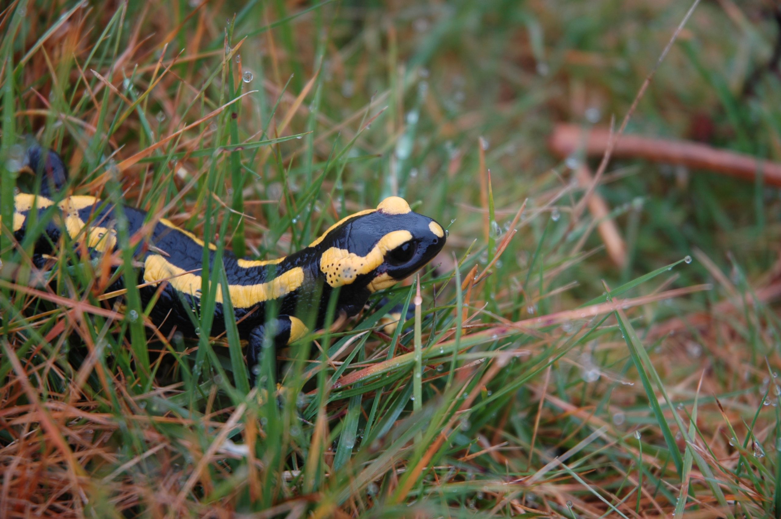 Salamandre