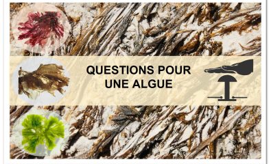 Questions pour une algue