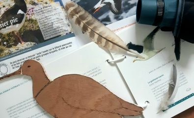Balade et jeux sur les oiseaux marins