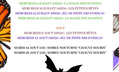 Soirée nocturne sur les chauve-souris