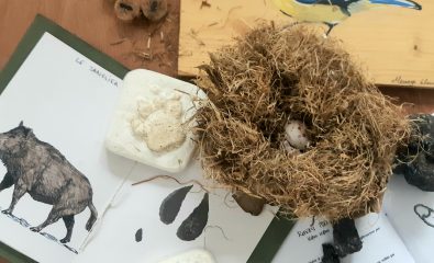 Atelier nature - Sur les empreintes des animaux de la forêt