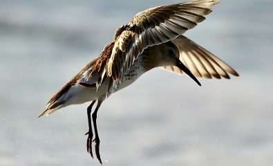 Photographier la vie sauvage