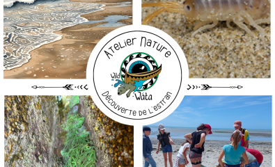 Atelier nature découverte de l'estran