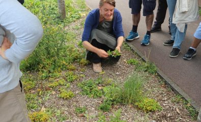 Sauvages de nos rues : une balade botanique à la découverte des plantes urbaines