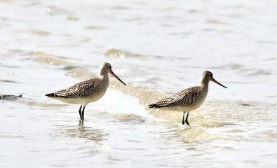 Autour des oiseaux du littoral