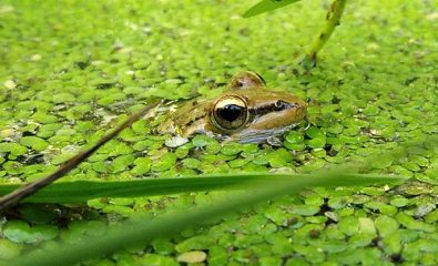 Fête de la nature - A la découverte des habitants des eaux douces