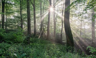 Fête de la nature - Jeu de piste forestier