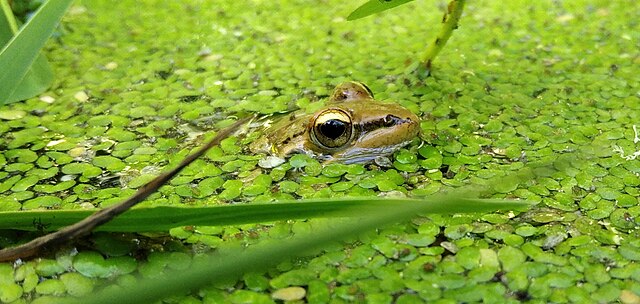habitant des eaux douces