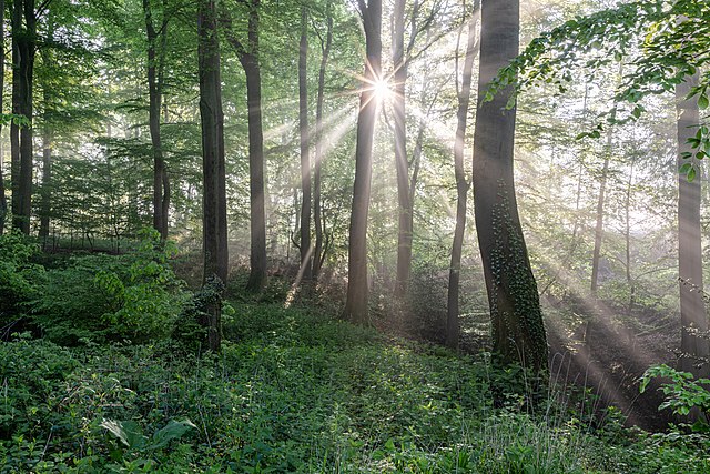 Forêt