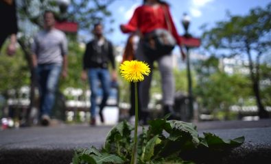 Fête de  la nature - Sortie botanique "Sauvages de ma rue"