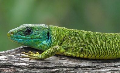 Fête de la nature - Balade de découverte des reptiles
