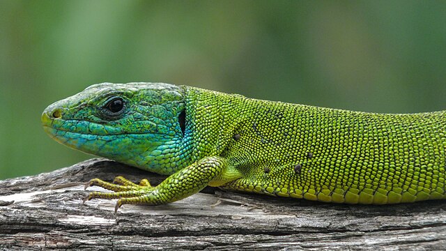 reptile