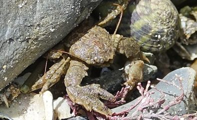 Fête de la nature - Sortie "estran vivant"