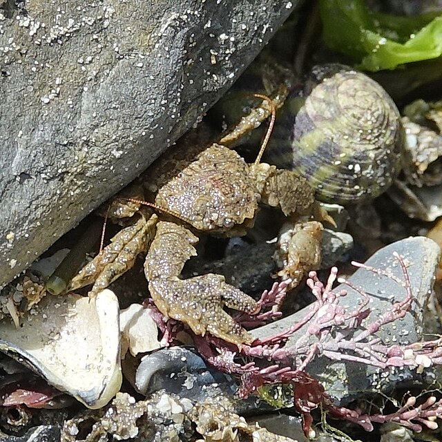 crabe sur l'estran