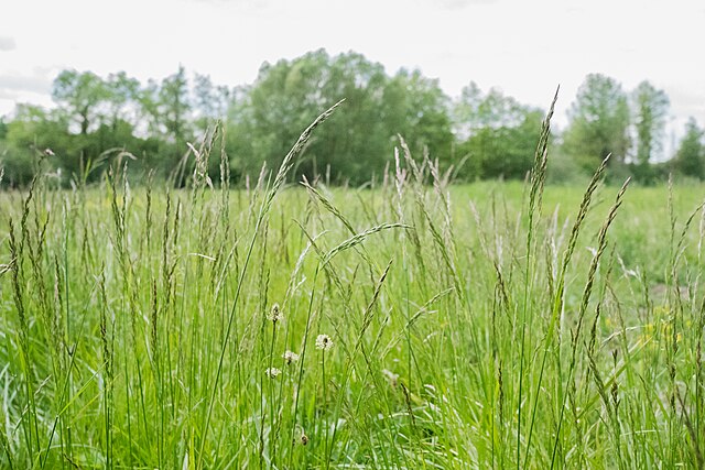 Prairie de graminées