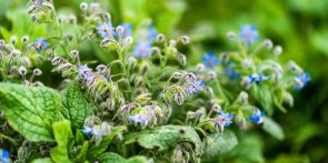 "Jardiner au naturel" : des ateliers pour des pratiques simples et éco-responsables au jardin