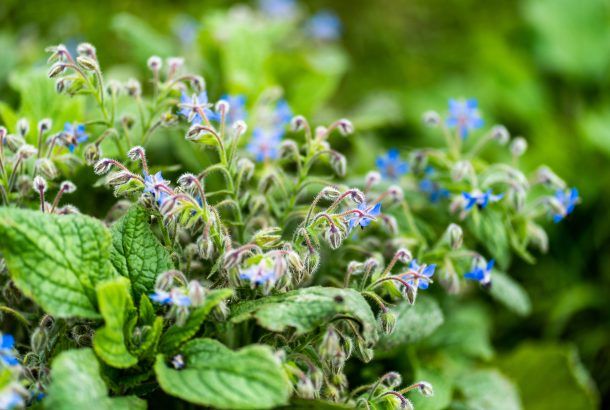 "Jardiner au naturel" : des ateliers pour des pratiques simples et éco-responsables au jardin