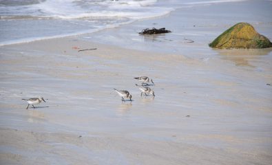 Balade ornithologique spéciale « retour des limicoles »