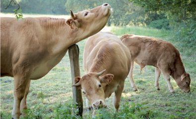 Exposition "Nos vaches et nous"