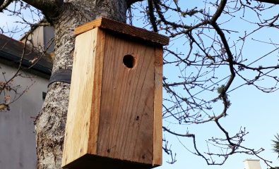 Nichoir à mésange