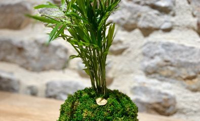 Atelier kokedama - Art végétal japonais