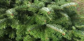 Sapins de Noël en déchèterie : les plastiques ne se compostent pas !