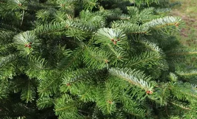 Sapins de Noël en déchèterie : les plastiques ne se compostent pas !