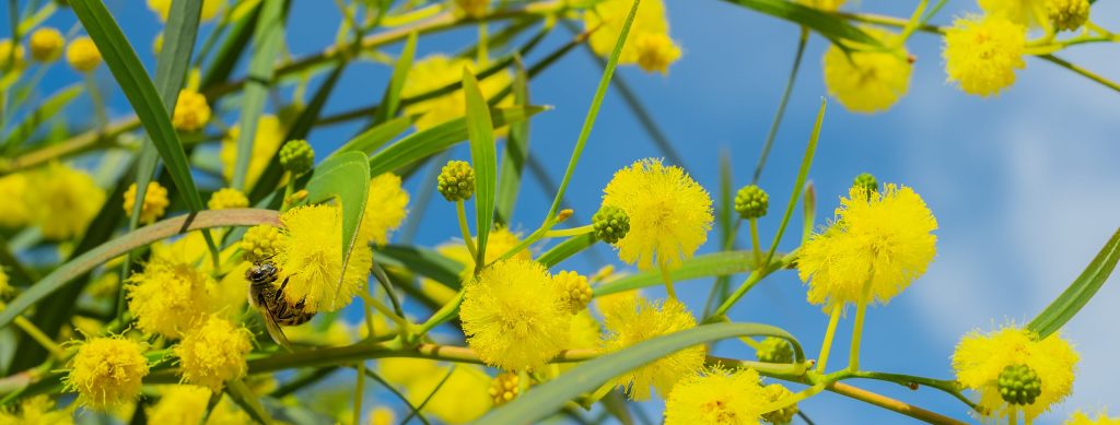 La lettre d&rsquo;info de Pays d&rsquo;Iroise Communauté – Mars 2026