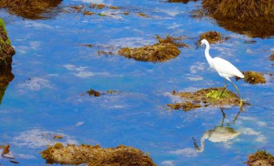 Découverte des oiseaux du littoral
